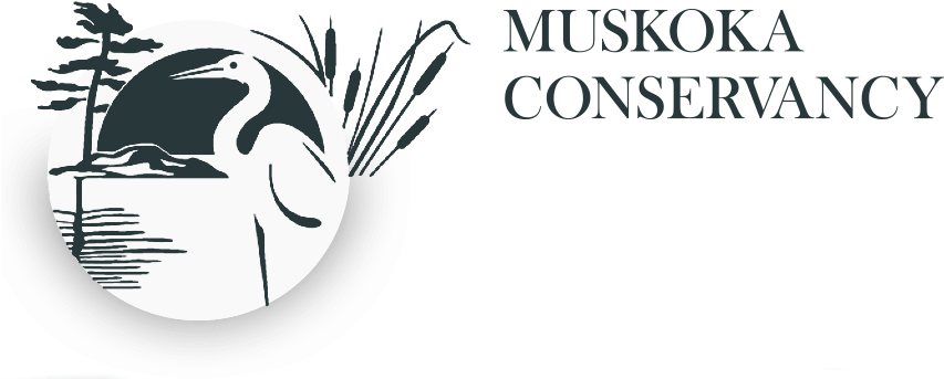 Muskoka Conservancy Logo - Muskoka Conservancy (875x353), Png Download