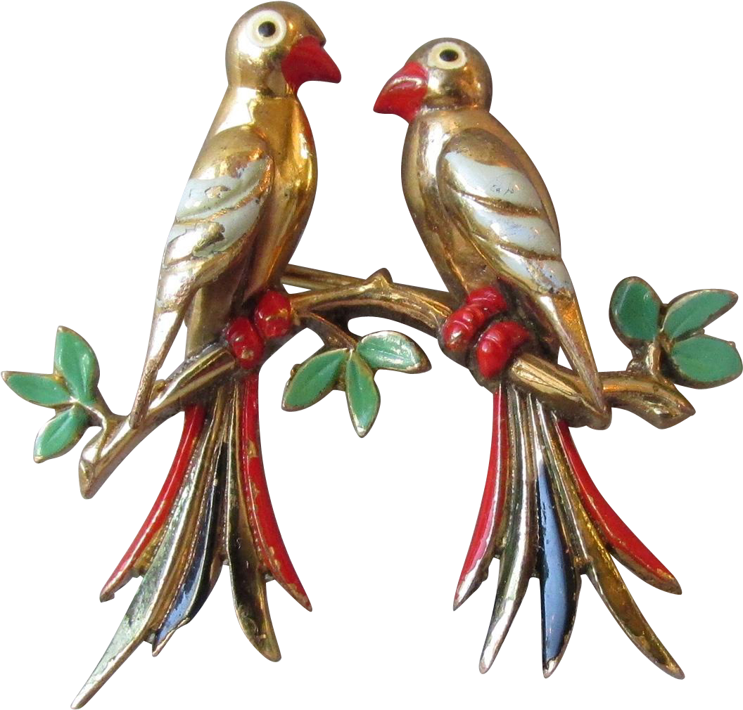 Macaw (1055x1055), Png Download