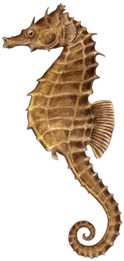 Download - Seahorse Png (350x589), Png Download
