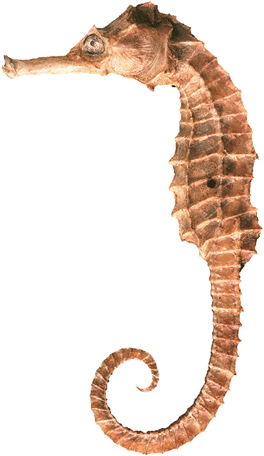 Seahorse Png Clipart - Seahorse Png (414x671), Png Download