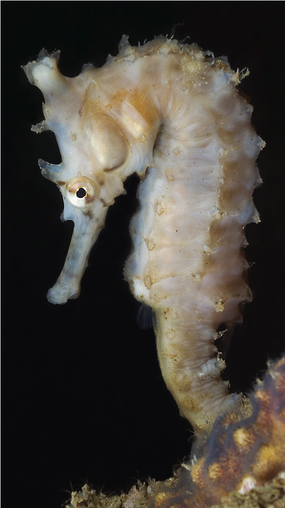 Sea Horse - Northern Seahorse (1000x1000), Png Download