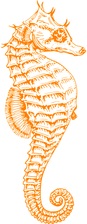 Seahorse Png - Pink Seahorse Clipart (360x720), Png Download