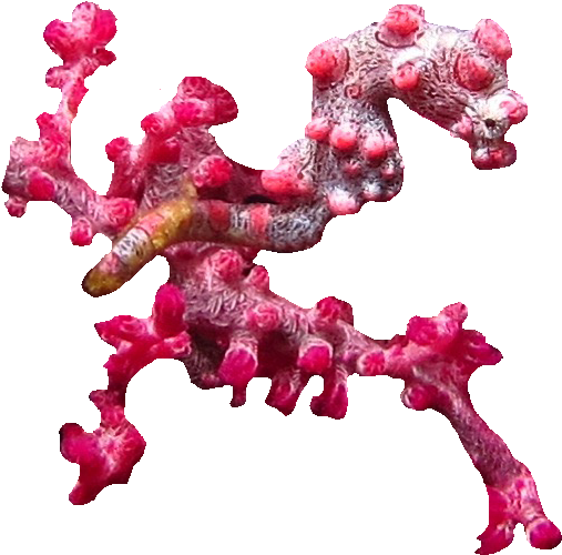 Seahorse Survey Course - Pygmy Seahorse Png (570x527), Png Download