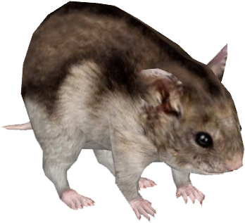 Djungarian Hamster - Zt2 Hamster (347x347), Png Download