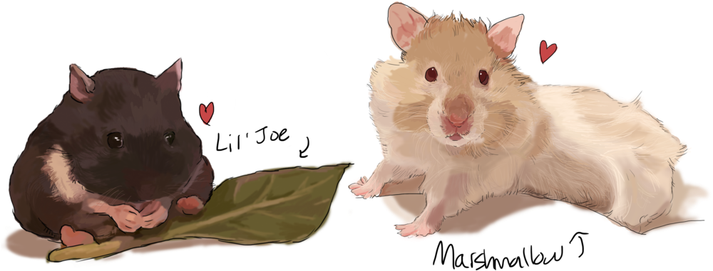Hamsters - Art (1000x433), Png Download
