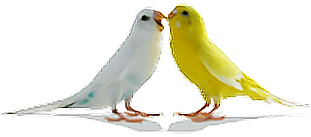 Birds Parrots Bird Tumblr Ftestickers - Love Birds Png (1024x1024), Png Download