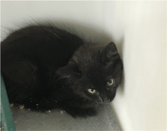 Photo Of Toothless - Black Cat (638x638), Png Download