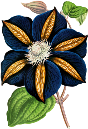 Ea Fb 1 - Clematis Star Of India Oval Ornament (308x500), Png Download