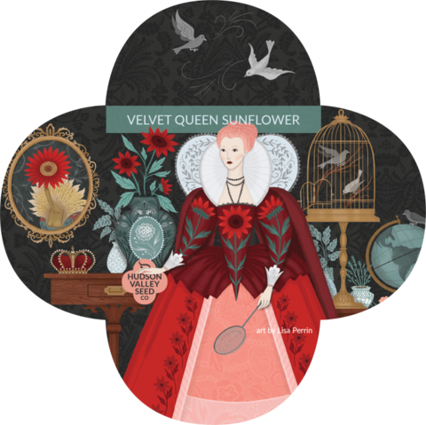 Organic Velvet Queen Sunflower Seeds - Seed (480x479), Png Download