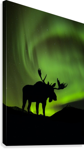 Silhouette Of Moose With Green Aurora Borealis Behind - Posterazzi Silhouette Of Moose With Green Aurora Borealis (289x511), Png Download