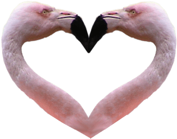 Flamingo Heart Transparent Background Bird Image - Png Flamingos Background (466x388), Png Download