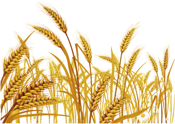 Malt Clipart Wheat Grass - Wheat Clipart Png (640x480), Png Download
