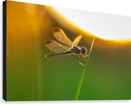 Silhouette Of Butterfly On Grass Canvas Print - Net-winged Insects (429x344), Png Download