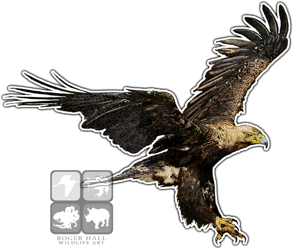 Imperial Eagle Png - Eastern Imperial Eagle Art (590x502), Png Download