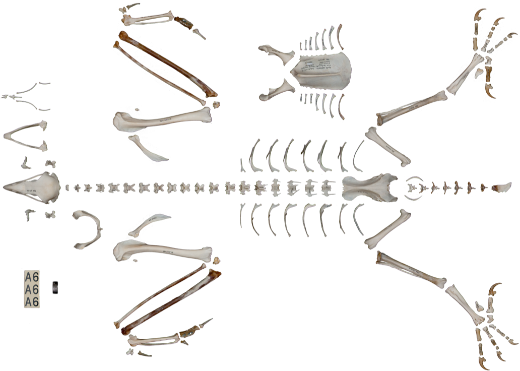 Skeleton (1200x799), Png Download