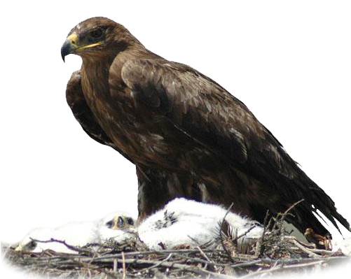 Falco Cherrug, Aquila Nipalensis - Steppe Eagle (500x421), Png Download
