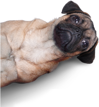 The Smell Says It All - Dogo Cubano (344x362), Png Download