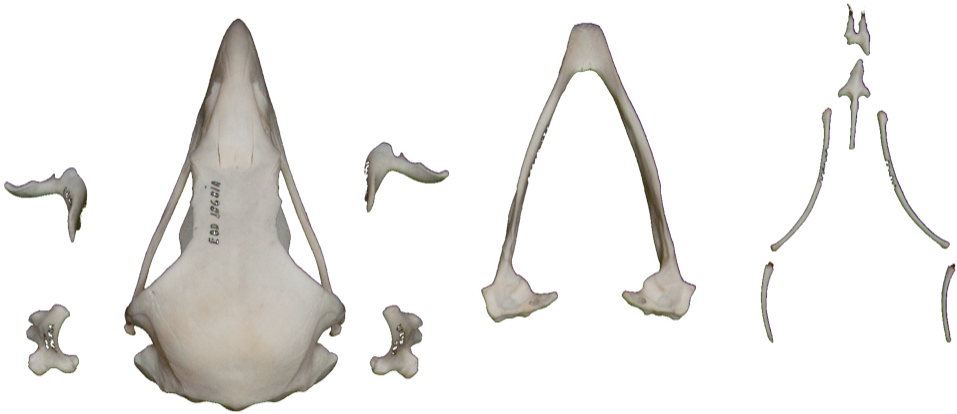 Spanish Imperial Eagle (1200x799), Png Download