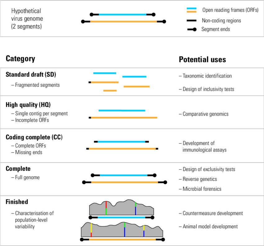 Graphical Representation Of Viral Genome Standards - Genome (850x793), Png Download