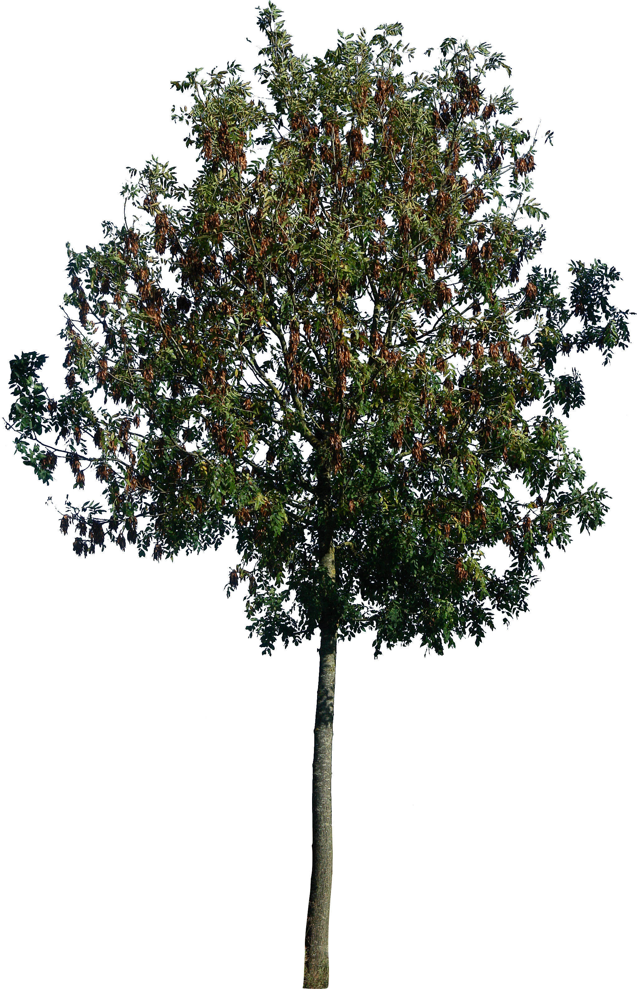 Trees Plants Png Psd By On Deviantart - Vray Tree Psd (2072x3216), Png Download