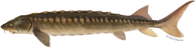 Related Species - Shortnose Sturgeon (640x427), Png Download