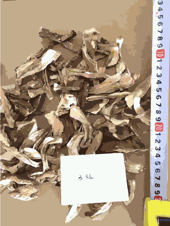 Scrap - Shiitake (563x749), Png Download