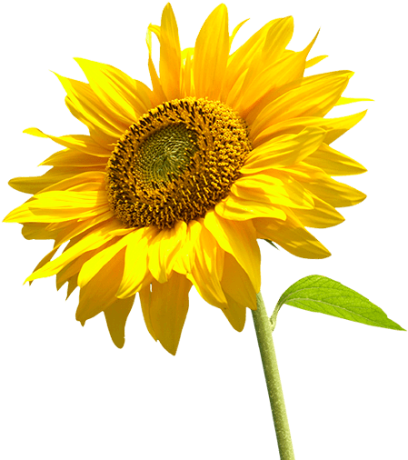 Girasol Giró A La Izquierda - Transparent Background Sunflower Png (464x513), Png Download