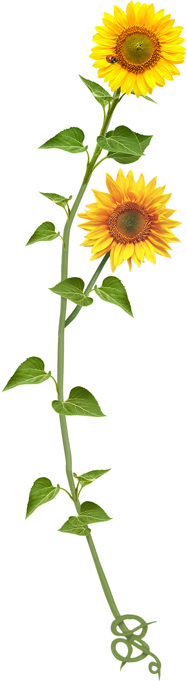 Vinilo Decorativo Girasol Ornamental - Text (374x1359), Png Download