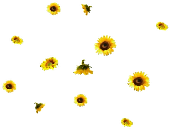 Flores Sticker - Aesthetic Sunflower Transparent Background (600x500), Png Download