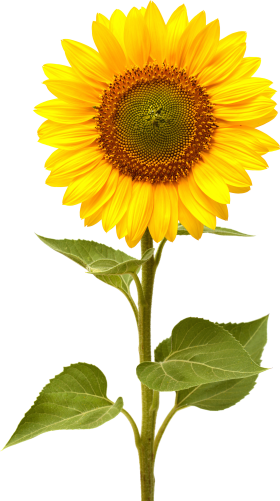 Sunflower Png - Single Sun Flowers Png (280x501), Png Download