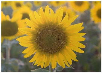Photograph (400x400), Png Download