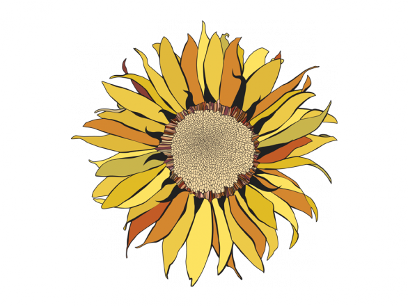 V Girasol Pintado - Drawing (586x440), Png Download