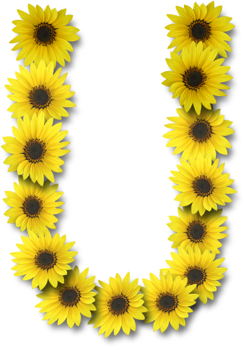 Alfabeto Sunflowers - Sunflower Letter U (493x703), Png Download