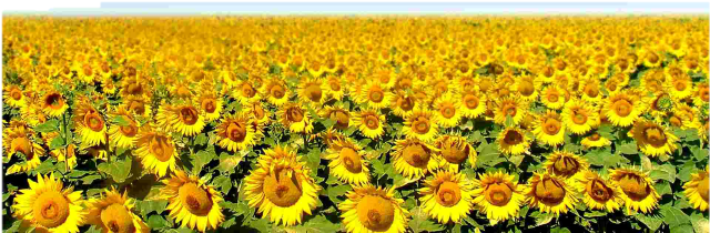 , Pero Existen Datos4 Que Indican Que El Girasol Fue - Puzzled Nieuport 17 Wooden 3d Puzzle Construction Kit (640x400), Png Download