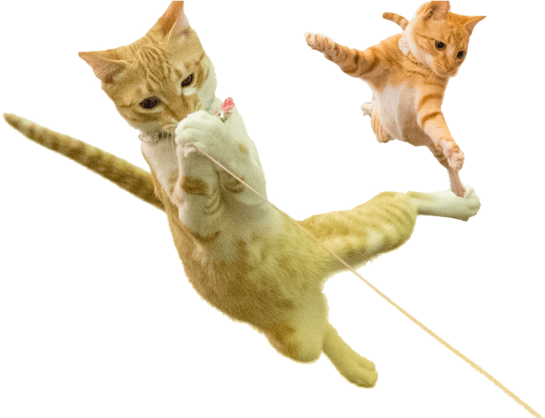 Pon And Yuzu-chan - Yuzu (800x600), Png Download