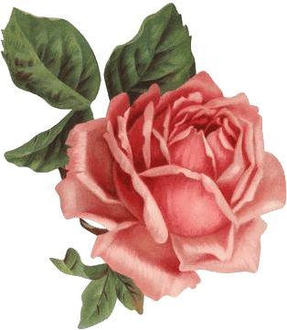 Hoy Completamos Con 30 Rosas Muy Bonitas, También En - Old Rose Informant By Brent C Dickerson (345x400), Png Download