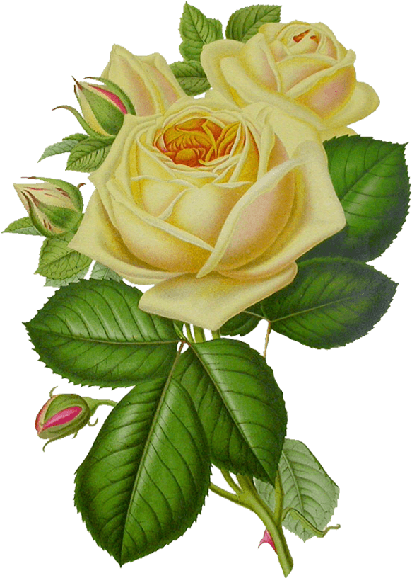 White Rose Vintage - White Rose Flowers Clipart (600x840), Png Download