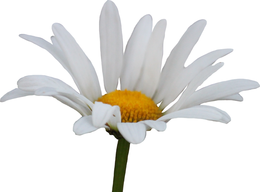 Shasta Daisy Png By Thy - Daisy Png (900x665), Png Download