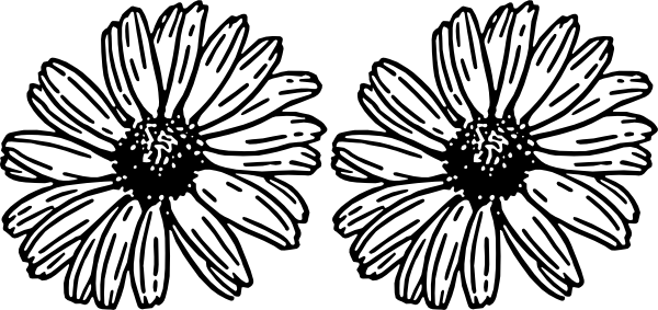 How To Set Use Daisies Svg Vector (600x283), Png Download