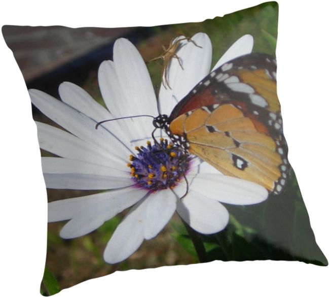 Weißes Gänseblümchen Und Schmetterling Grußkarte (875x875), Png Download