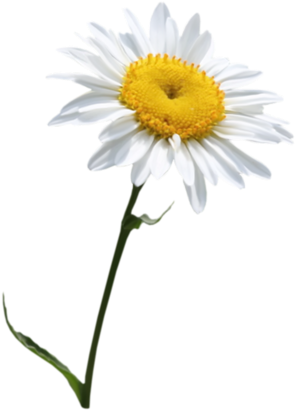 Daisies Clipart Transparent Background - Gac Decorative Crystal Glass Bud Vase For Flowers, (397x500), Png Download