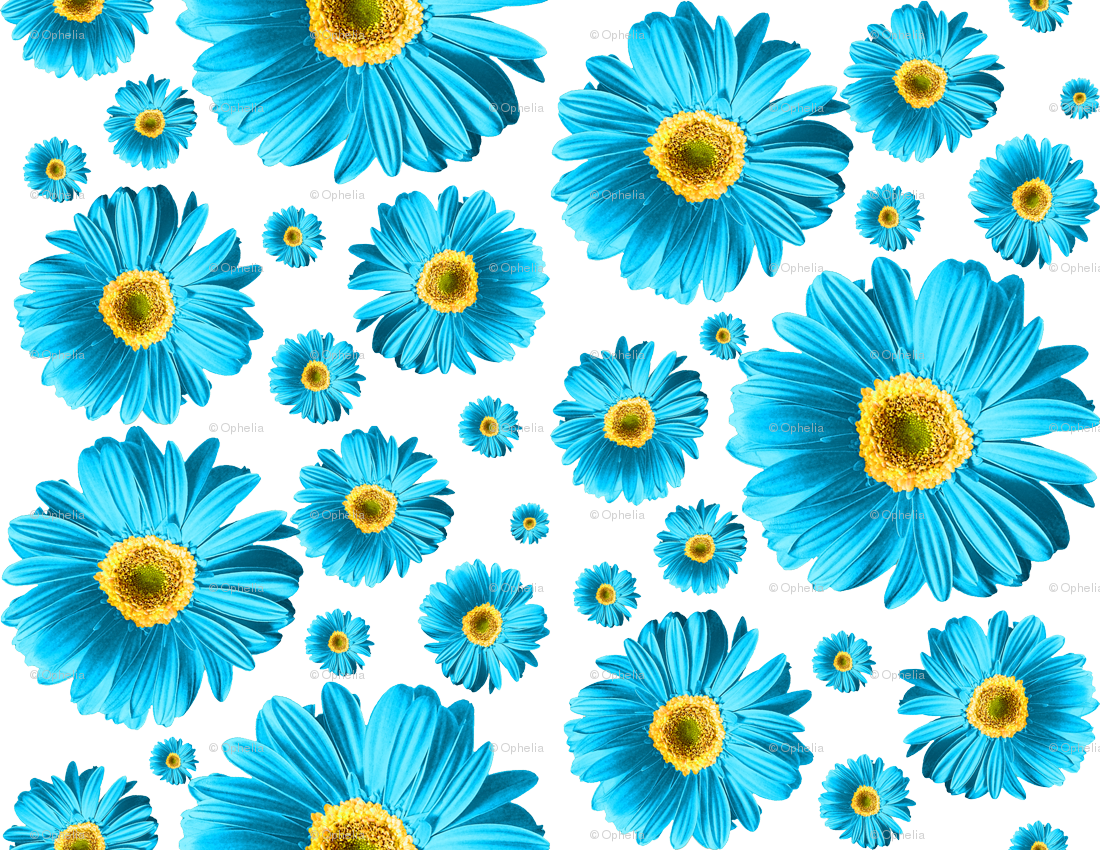 Fuchsia Daisies (1100x850), Png Download