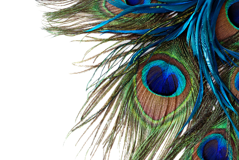 Peacock Feathers - Peacock Feather High Resolution (772x517), Png Download