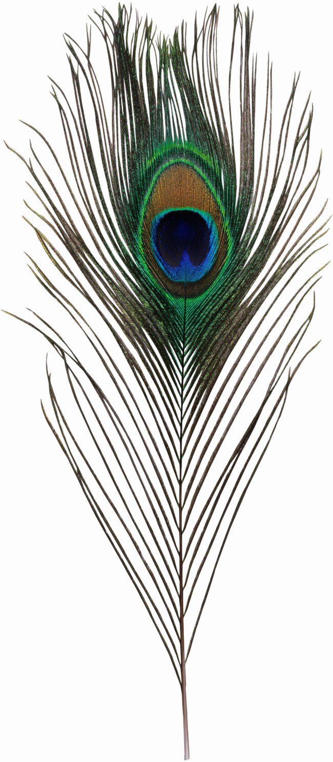 Peacock Feather Transparent Image - Png Krishna's Peacock Feathers ...