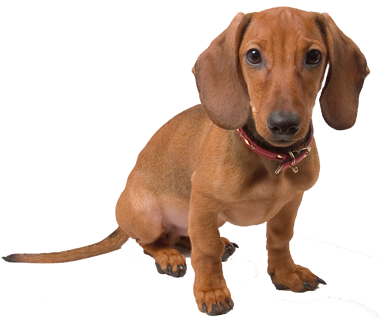 Vizsla And Dachshund Mix (380x320), Png Download