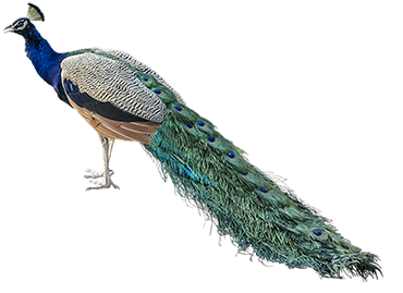 Peacock Feather Transparent Background Download - Nepal National Bird Png (450x299), Png Download