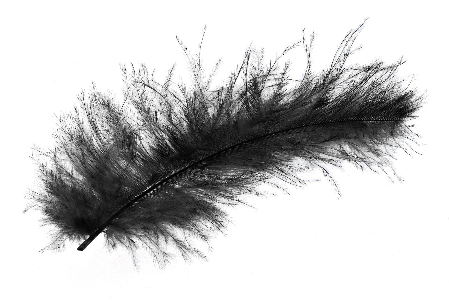 Feather Png Image Purepng Free Transparent Cc0 Png - Transparent Background Black Feather Png (1500x1048), Png Download