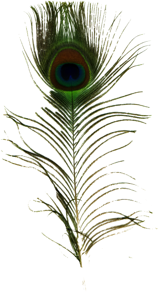Single Peacock Feather Png - Peafowl (683x1024), Png Download