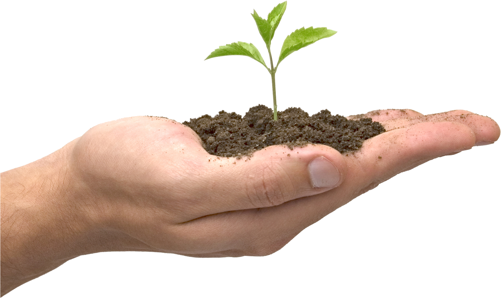 Soil In Hand Png - Seed Growing In Hand (1768x1300), Png Download