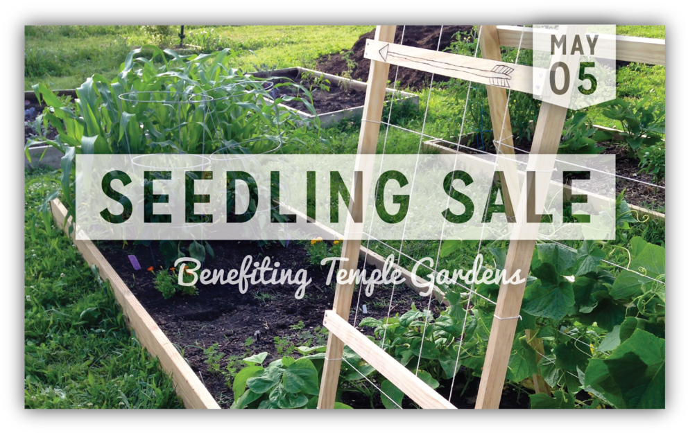 Seedling Sale (1000x632), Png Download